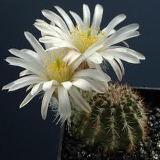 Fleur Fleur