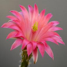 Fleur Fleur