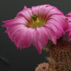 Fleur Fleur