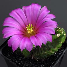Fleur Fleur