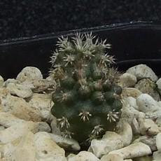 Plantule Plantule