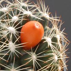 Fruit Fruit