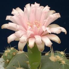 Fleur Fleur
