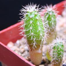 Plantule Plantule