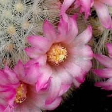 Fleur Fleur