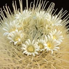Fleur Fleur