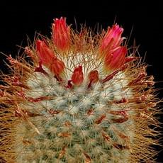 Fleur Fleur