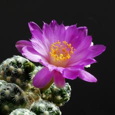 Fleur Fleur