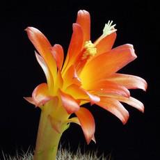 Fleur Fleur