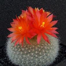Fleur Fleur