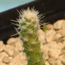 Plantule Plantule