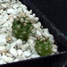 Plantule Plantule