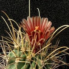 Fleur Fleur