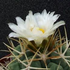 Fleur Fleur