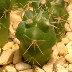 Plantule Plantule