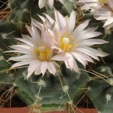Fleur Fleur