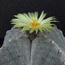 Fleur Fleur