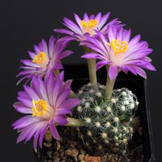 Fleur Fleur