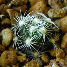Plantule Plantule