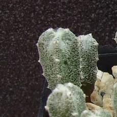 Plantule Plantule