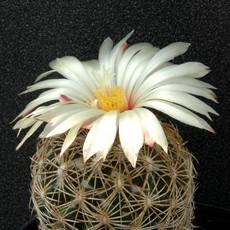 Fleur Fleur
