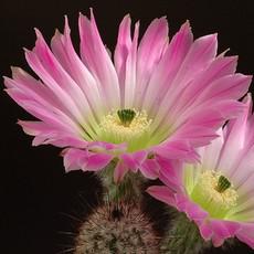 Fleur Fleur