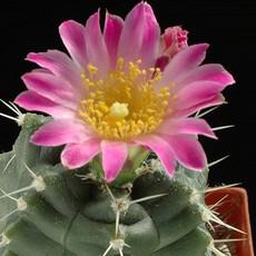 Fleur Fleur