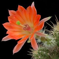 Fleur Fleur