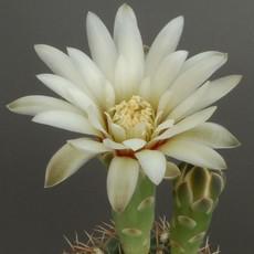 Fleur Fleur