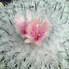 Fleur Fleur