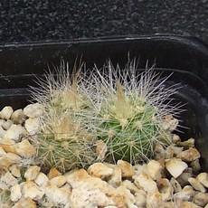 Plantule Plantule
