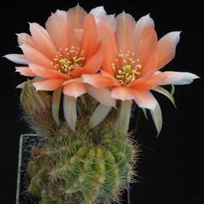 Fleur Fleur