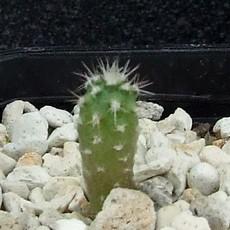Plantule Plantule