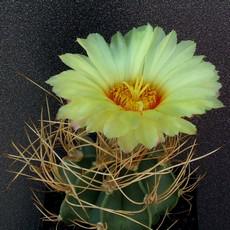 Fleur Fleur