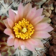 Fleur Fleur
