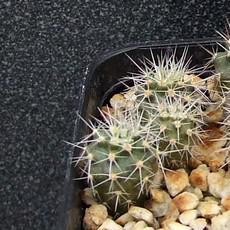 Plantule Plantule