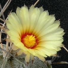 Fleur Fleur