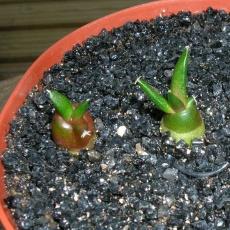 Plantule Plantule