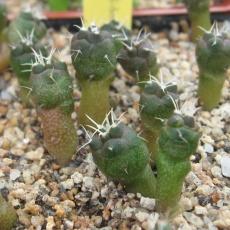 Plantule Plantule