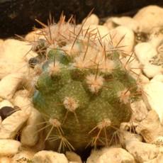 Plantule Plantule