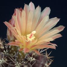 Fleur Fleur