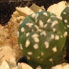 Plantule Plantule