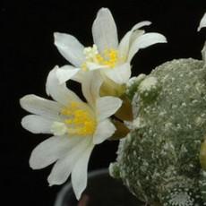 Fleur Fleur