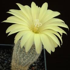 Fleur Fleur