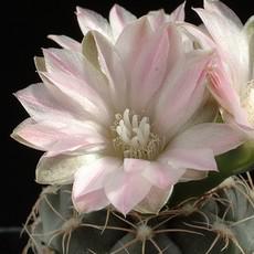 Fleur Fleur
