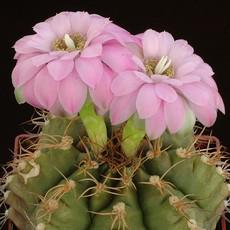 Fleur Fleur