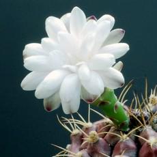 Fleur Fleur