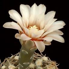 Fleur Fleur