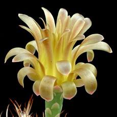 Fleur Fleur
