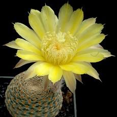 Fleur Fleur